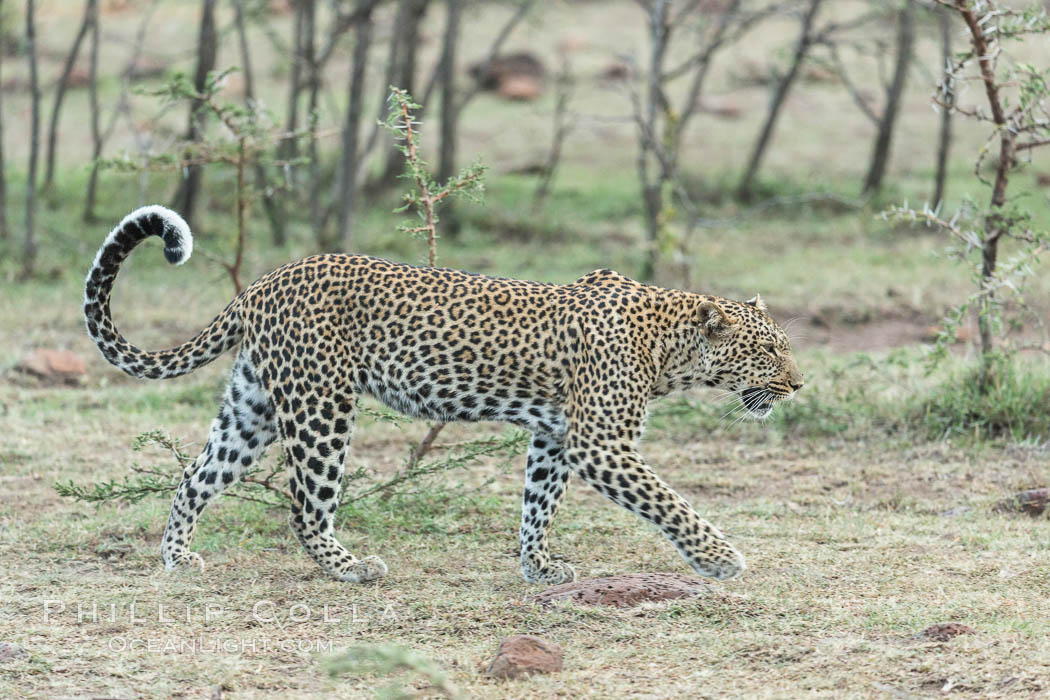Leopard, Olare Orok Conservancy, Kenya., Panthera pardus, natural history stock photograph, photo id 30088