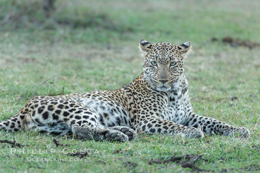 Leopard, Olare Orok Conservancy, Kenya., Panthera pardus, natural history stock photograph, photo id 30092