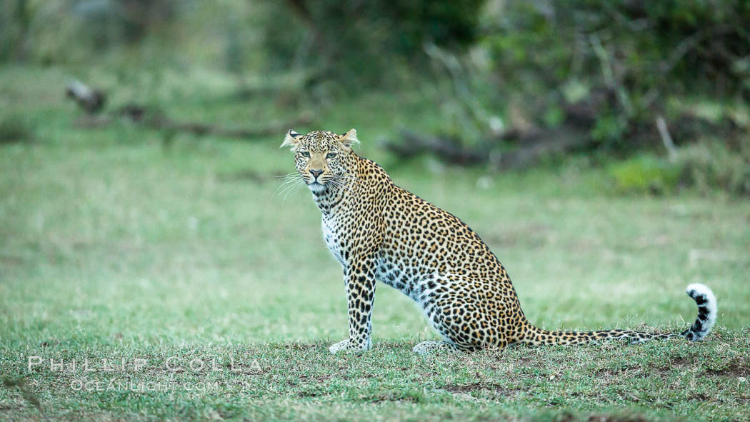 Leopard, Olare Orok Conservancy, Kenya., Panthera pardus, natural history stock photograph, photo id 30035
