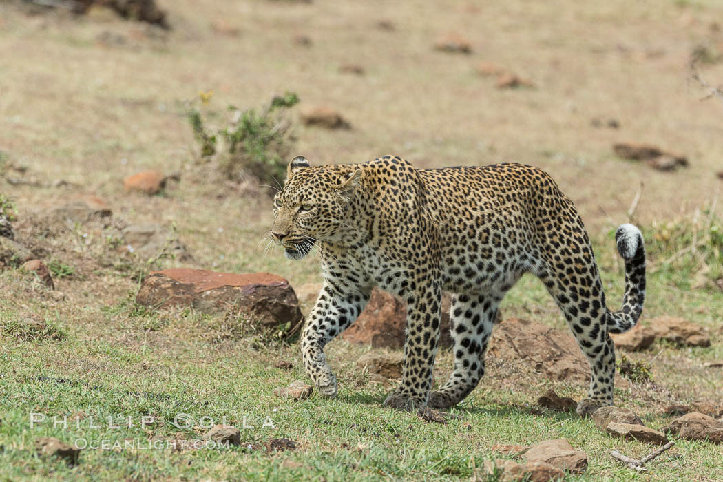 Leopard, Olare Orok Conservancy, Kenya., Panthera pardus, natural history stock photograph, photo id 30059