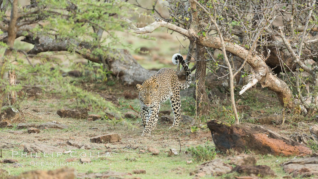 Leopard, Olare Orok Conservancy, Kenya., Panthera pardus, natural history stock photograph, photo id 30075