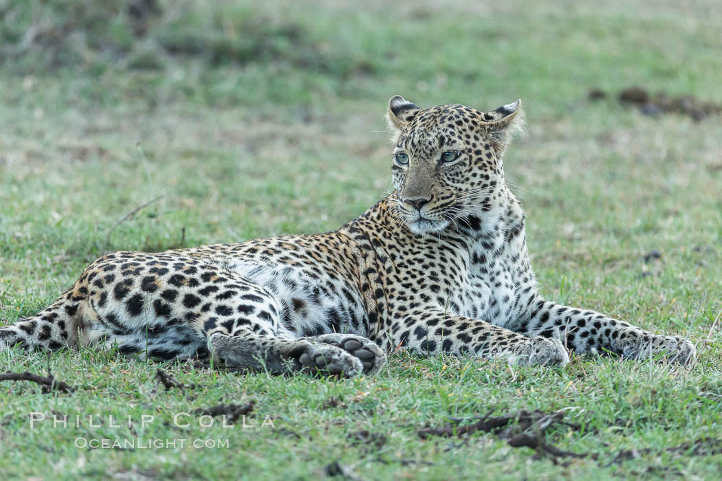 Leopard, Olare Orok Conservancy, Kenya., Panthera pardus, natural history stock photograph, photo id 30091
