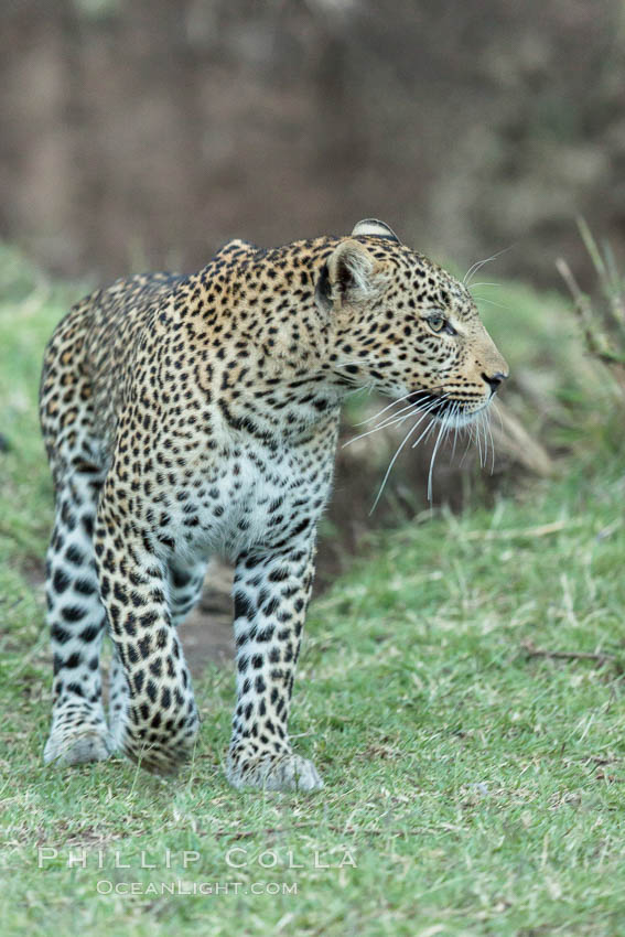 Leopard, Olare Orok Conservancy, Kenya., Panthera pardus, natural history stock photograph, photo id 30033