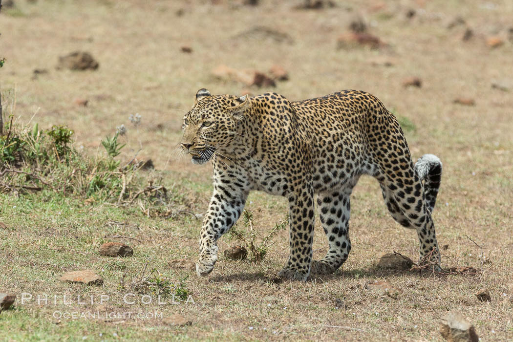 Leopard, Olare Orok Conservancy, Kenya., Panthera pardus, natural history stock photograph, photo id 30057