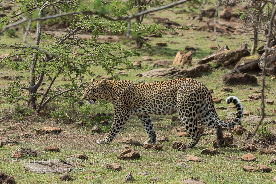Leopard, Olare Orok Conservancy, Kenya., Panthera pardus, natural history stock photograph, photo id 30061