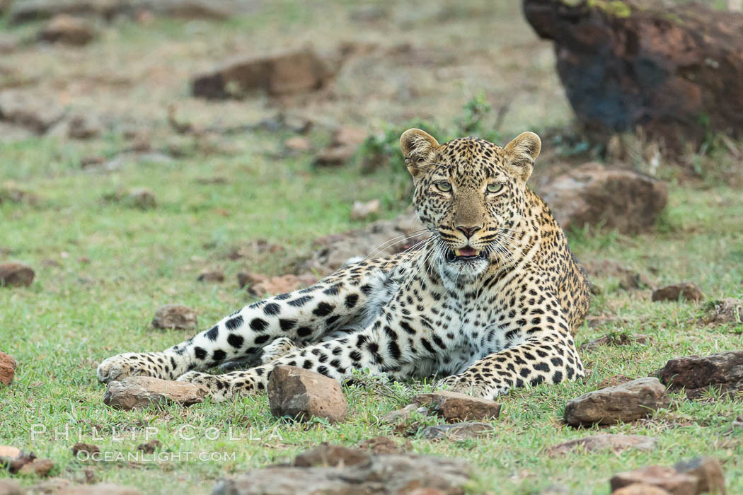 Leopard, Olare Orok Conservancy, Kenya., Panthera pardus, natural history stock photograph, photo id 30081