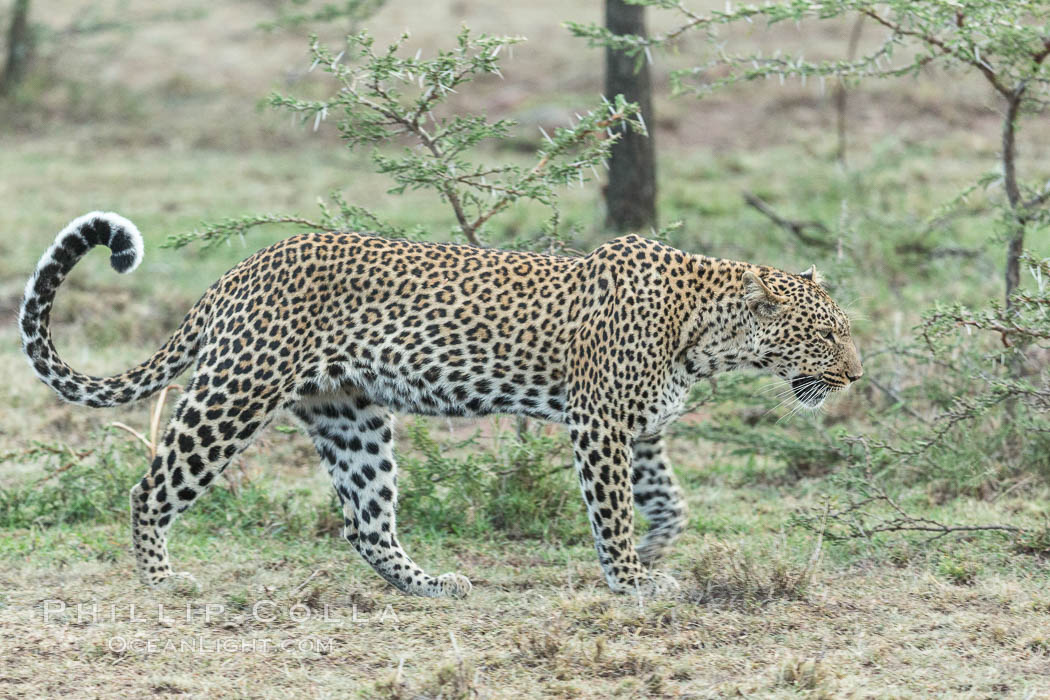 Leopard, Olare Orok Conservancy, Kenya., Panthera pardus, natural history stock photograph, photo id 30089