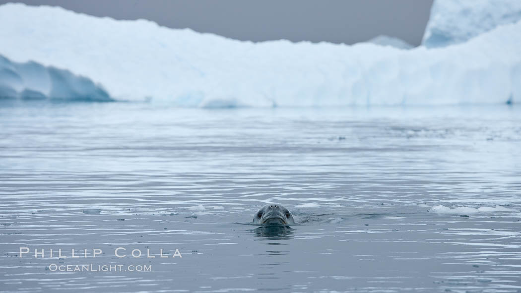 A leopard seal in Antarctica.  The leopard seal is a large predatory seal, up to 1300 lb and 11 ft in length, feeding on krill, squid, fish, various penguin species and other seabirds and occasionally, other pinnipeds. Cierva Cove, Antarctic Peninsula, Hydrurga leptonyx, natural history stock photograph, photo id 25574