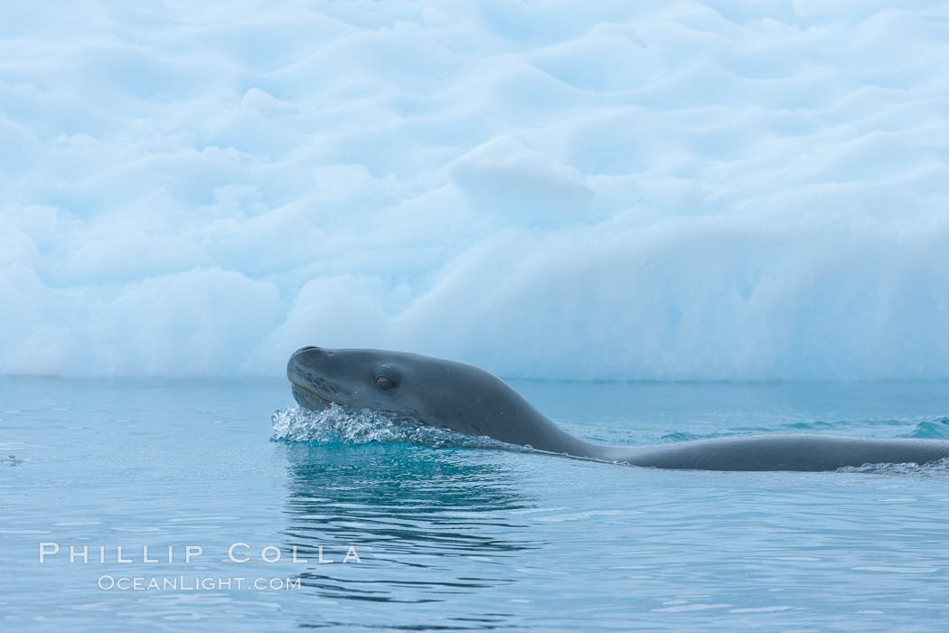 A leopard seal in Antarctica.  The leopard seal is a large predatory seal, up to 1300 lb and 11 ft in length, feeding on krill, squid, fish, various penguin species and other seabirds and occasionally, other pinnipeds. Cierva Cove, Antarctic Peninsula, Hydrurga leptonyx, natural history stock photograph, photo id 25578