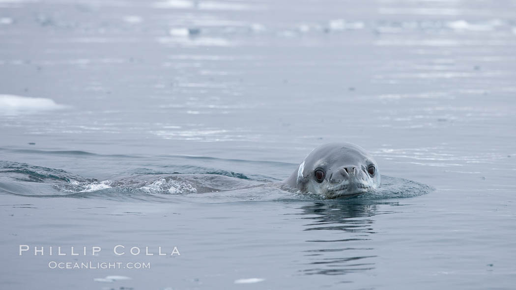 A leopard seal in Antarctica.  The leopard seal is a large predatory seal, up to 1300 lb and 11 ft in length, feeding on krill, squid, fish, various penguin species and other seabirds and occasionally, other pinnipeds. Cierva Cove, Antarctic Peninsula, Hydrurga leptonyx, natural history stock photograph, photo id 25573