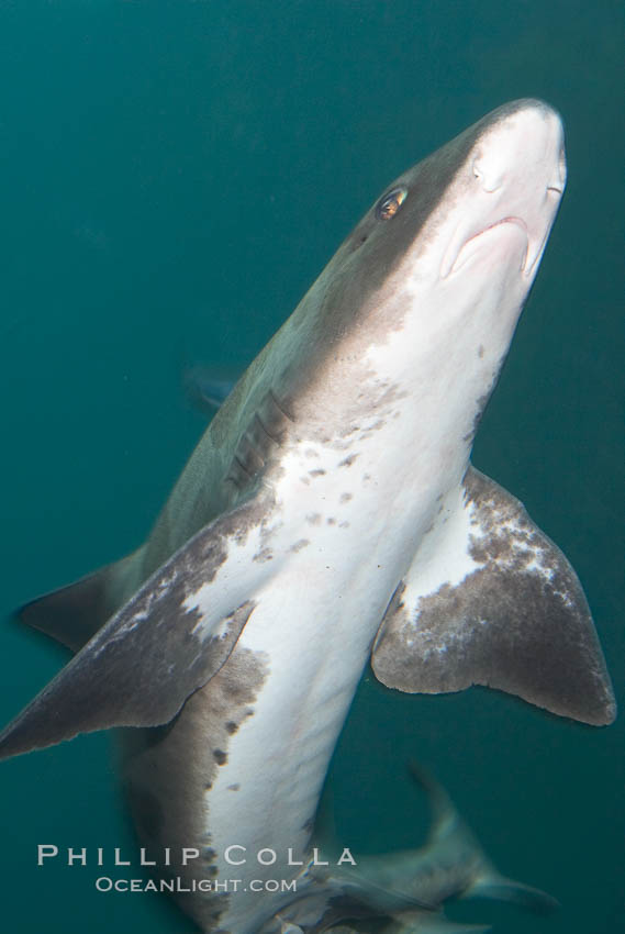 Leopard shark swims through a kelp forest., Triakis semifasciata, natural history stock photograph, photo id 14934