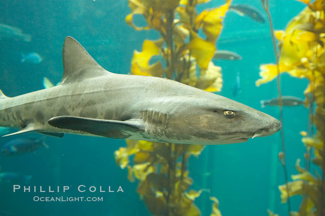 Leopard shark swims through a kelp forest., Triakis semifasciata, natural history stock photograph, photo id 14031