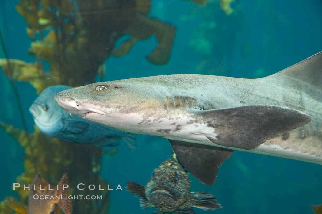 Leopard shark swims through a kelp forest., Triakis semifasciata, natural history stock photograph, photo id 14032