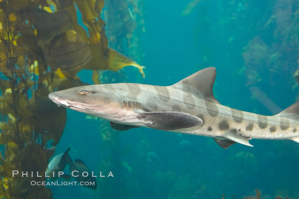 Leopard shark swims through a kelp forest., Triakis semifasciata, natural history stock photograph, photo id 14029