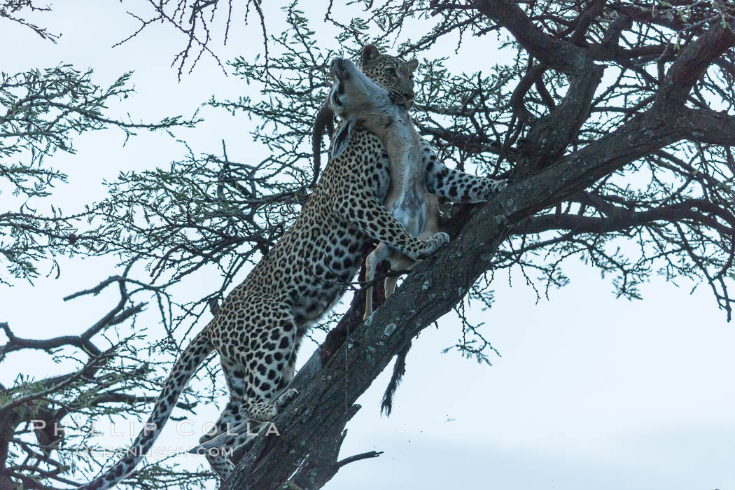 Leopard with kill in tree at night. Olare Orok Conservancy, Kenya, Panthera pardus, natural history stock photograph, photo id 30093