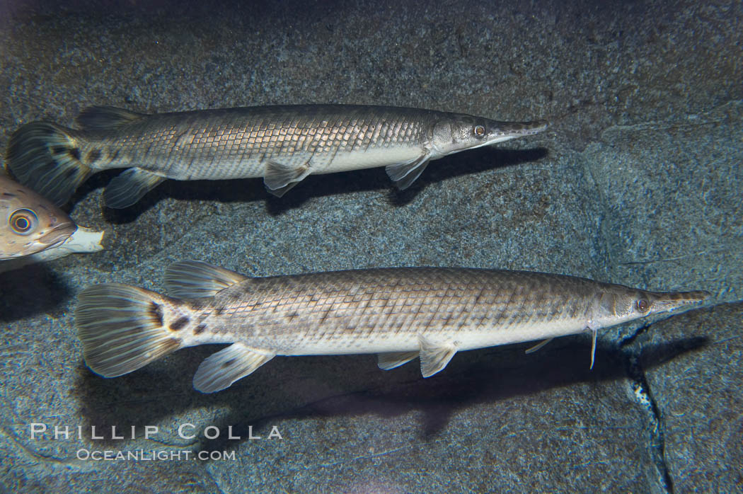Spotted gar., Lepisosteus oculatus, natural history stock photograph, photo id 14713