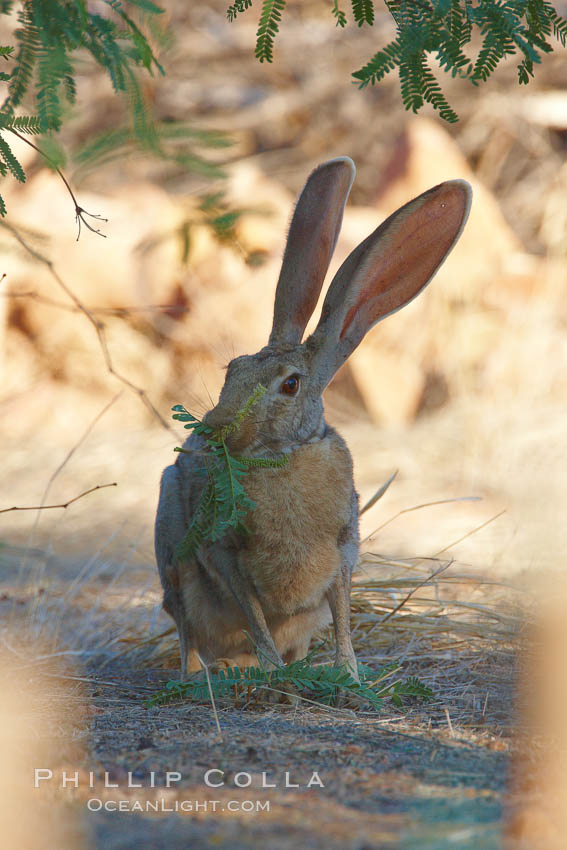 Antelope jackrabbit. Amado, Arizona, USA, Lepus alleni, natural history stock photograph, photo id 23039