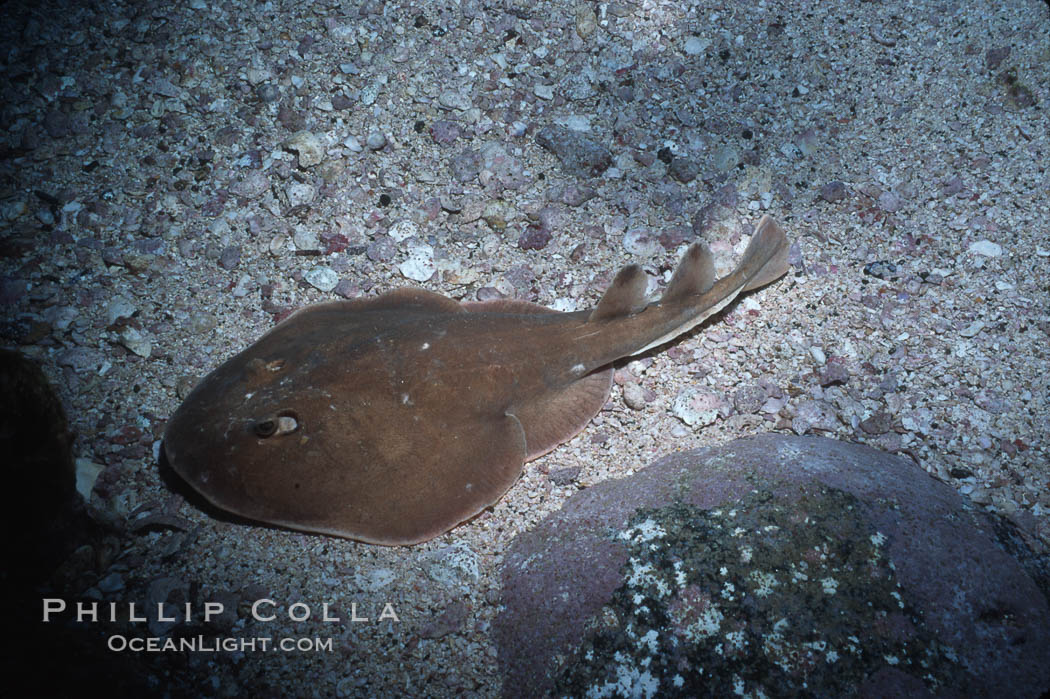 Lesser electric ray. Socorro Island (Islas Revillagigedos), Baja California, Mexico, Narcine entemedor, natural history stock photograph, photo id 03288