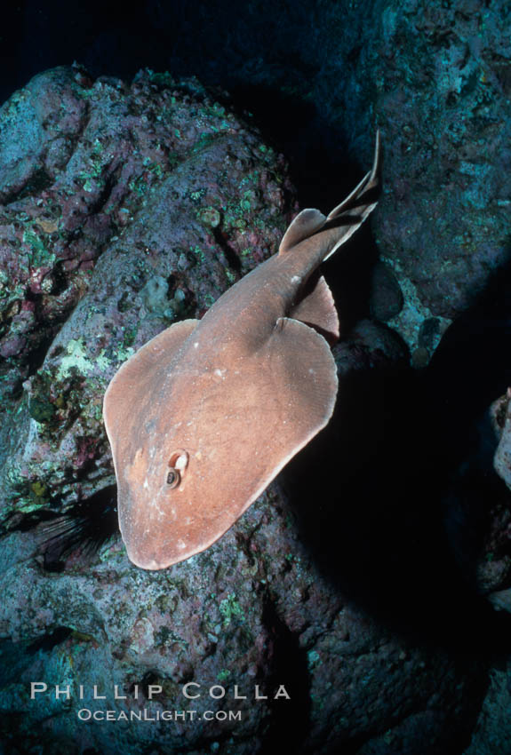 Lesser electric ray. Socorro Island (Islas Revillagigedos), Baja California, Mexico, Narcine entemedor, natural history stock photograph, photo id 04996