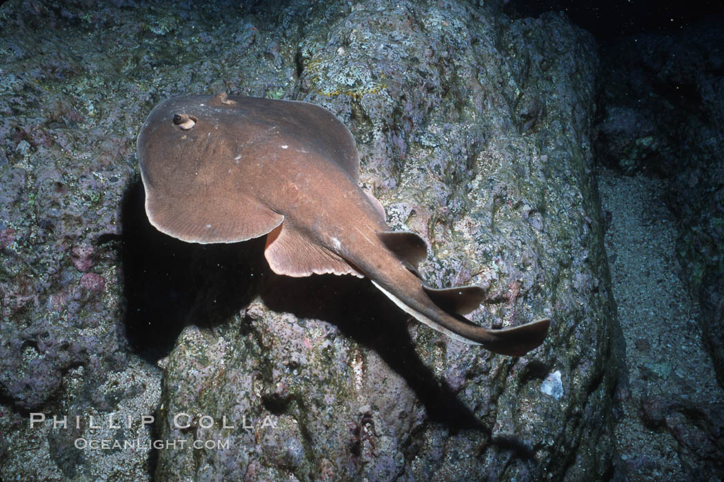 Lesser electric ray. Socorro Island (Islas Revillagigedos), Baja California, Mexico, Narcine entemedor, natural history stock photograph, photo id 03291