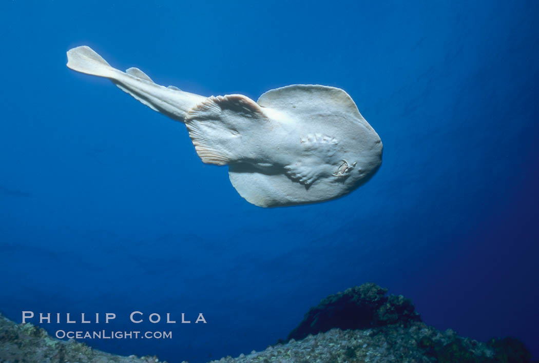 Lesser electric ray. Socorro Island (Islas Revillagigedos), Baja California, Mexico, Narcine entemedor, natural history stock photograph, photo id 03287