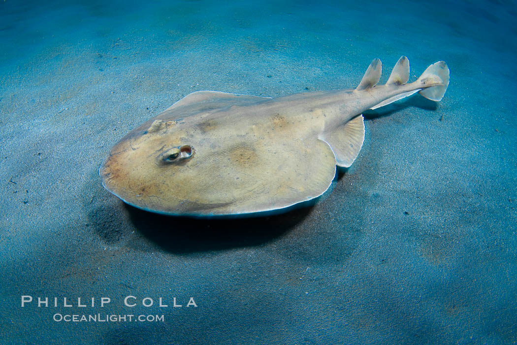 Lesser electric ray, Sea of Cortez, Baja California, Mexico., Narcine entemedor, natural history stock photograph, photo id 27539