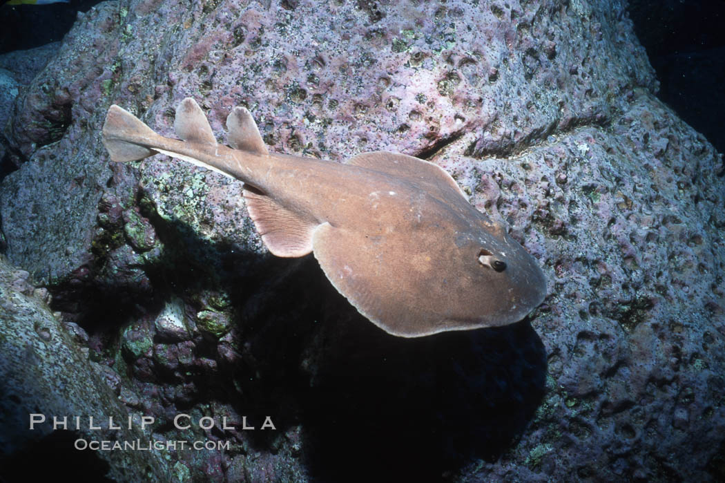 Lesser electric ray. Socorro Island (Islas Revillagigedos), Baja California, Mexico, Narcine entemedor, natural history stock photograph, photo id 03293