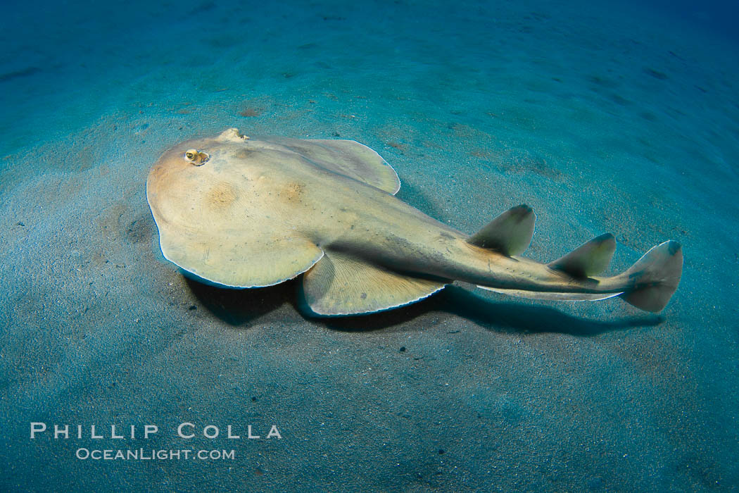 Lesser electric ray, Sea of Cortez, Baja California, Mexico., Narcine entemedor, natural history stock photograph, photo id 27549