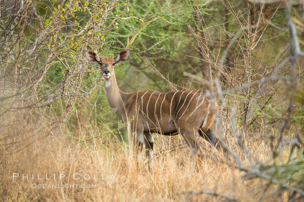 Lesser kudu, Meru National Park, Kenya., natural history stock photograph, photo id 29681