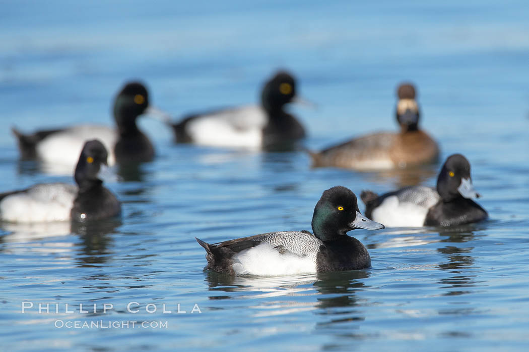 Lesser scaups, single female and five males, breeding plumage. Mission Bay, San Diego, California, USA, Aythya affinis, natural history stock photograph, photo id 18420