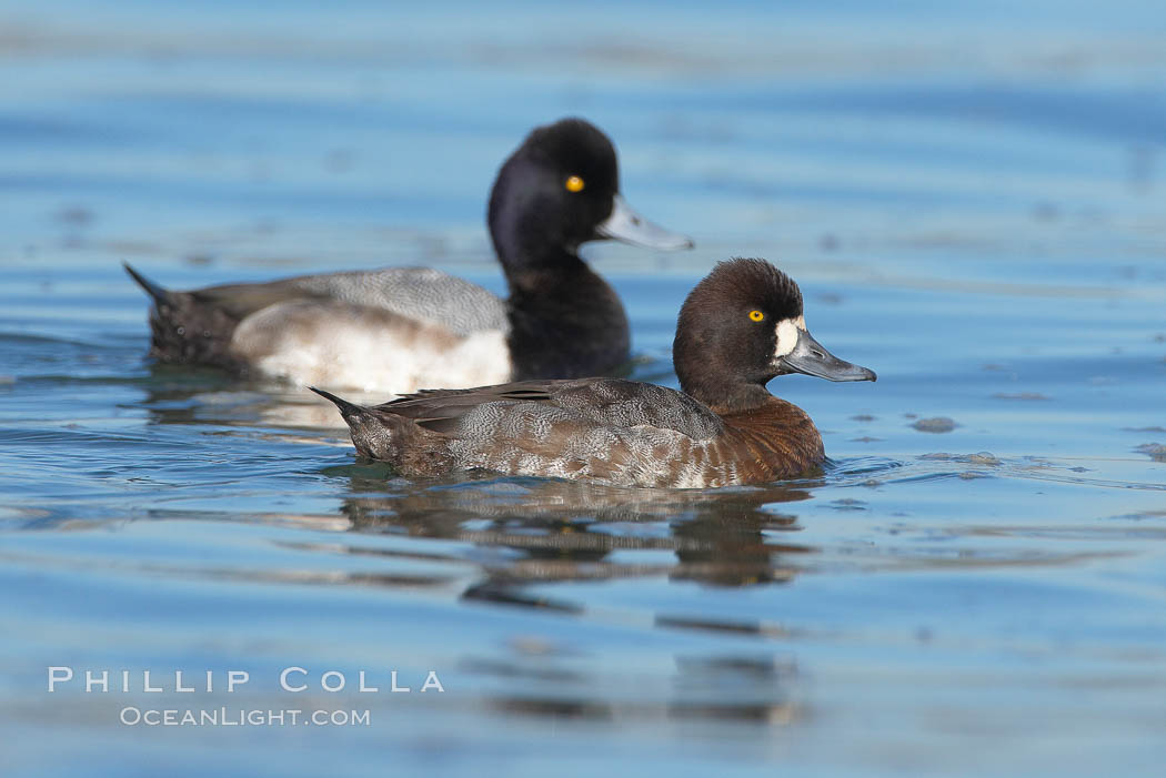 Lesser scaups, female (f) and male (r), breeding plumage. Mission Bay, San Diego, California, USA, Aythya affinis, natural history stock photograph, photo id 18419