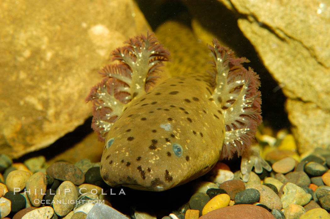 Lesser siren, a large amphibian with external gills, can also obtain oxygen by gulping air into its lungs, an adaptation that allows it to survive periods of drought.  It is native to the southeastern United States., Siren intermedia, natural history stock photograph, photo id 09788