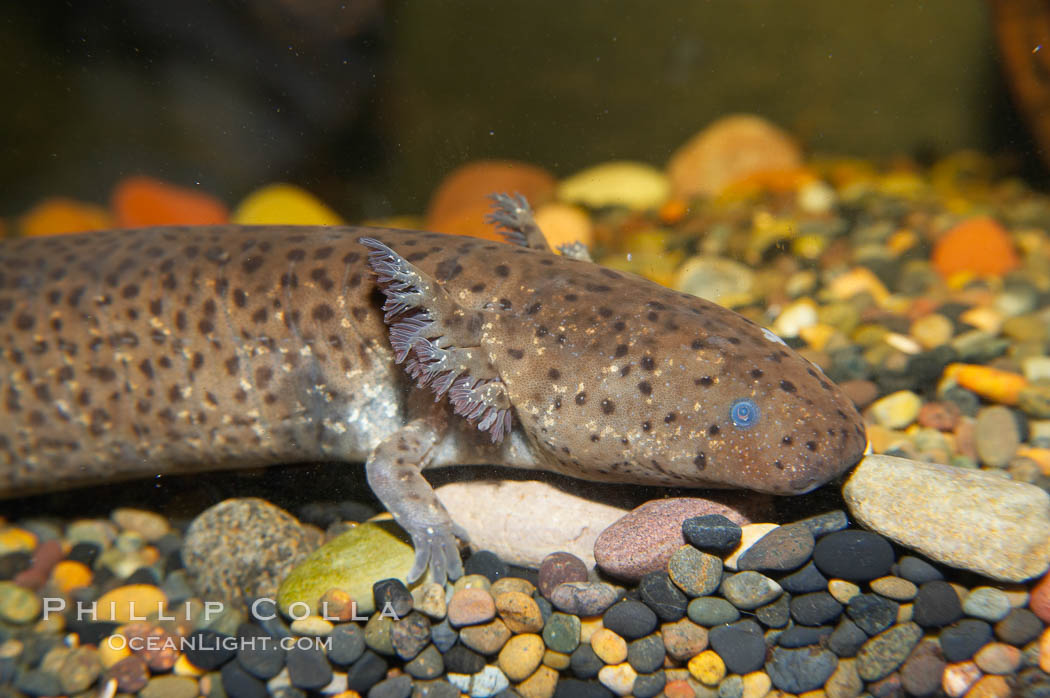 Lesser siren, a large amphibian with external gills, can also obtain oxygen by gulping air into its lungs, an adaptation that allows it to survive periods of drought.  It is native to the southeastern United States., Siren intermedia, natural history stock photograph, photo id 13980