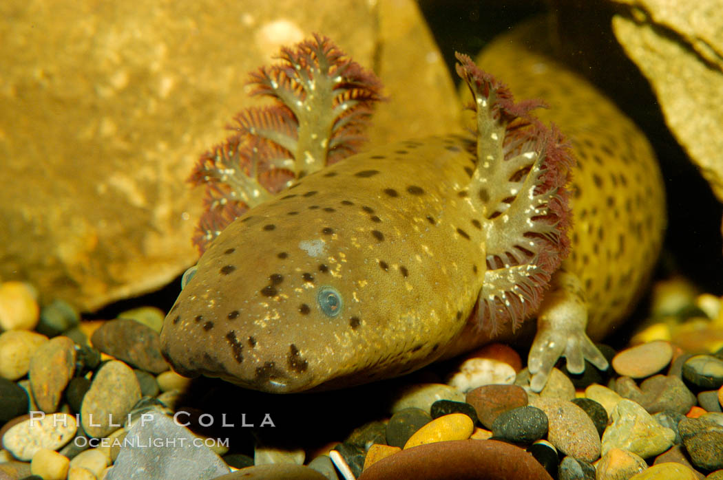 Lesser siren, a large amphibian with external gills, can also obtain oxygen by gulping air into its lungs, an adaptation that allows it to survive periods of drought.  It is native to the southeastern United States., Siren intermedia, natural history stock photograph, photo id 09789