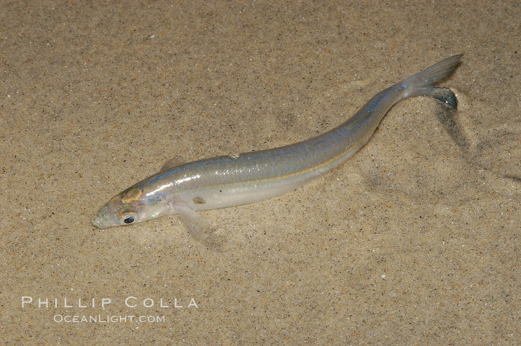 California grunion. Carlsbad, USA, Leuresthes tenuis, natural history stock photograph, photo id 09302