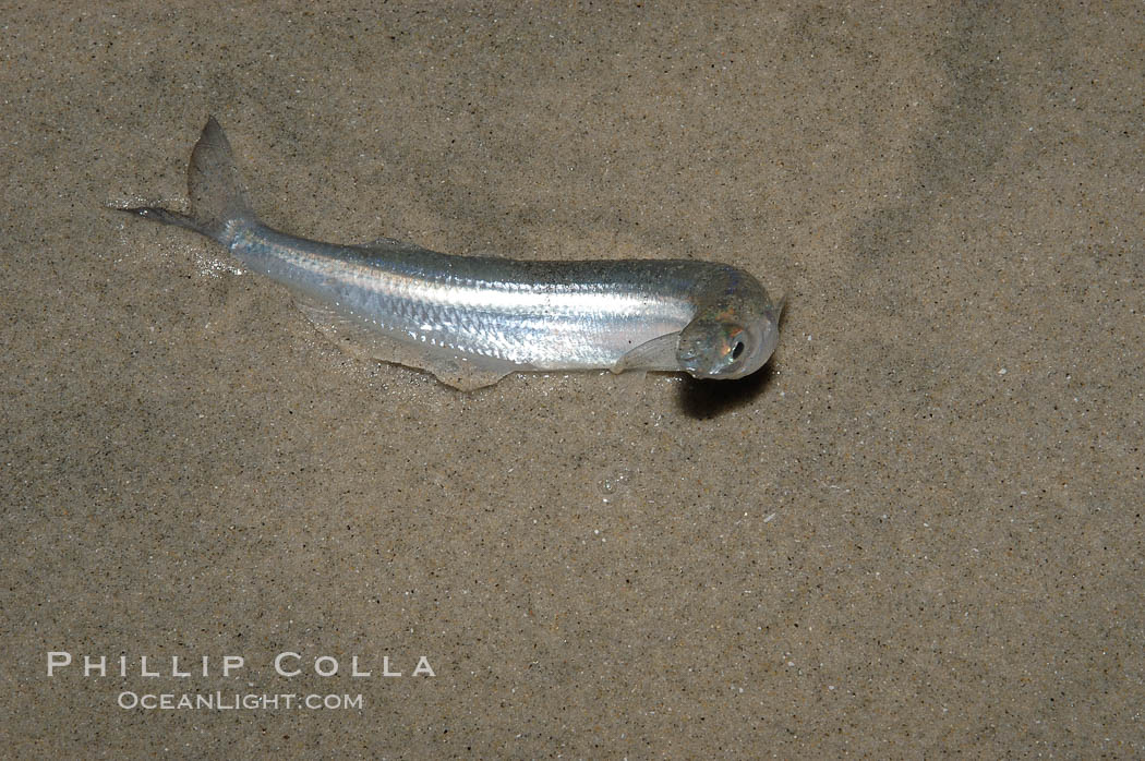 California grunion. Carlsbad, USA, Leuresthes tenuis, natural history stock photograph, photo id 09314