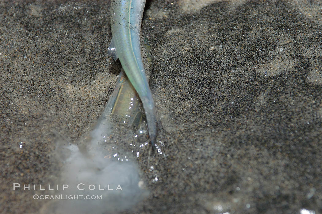 California grunion. Carlsbad, USA, Leuresthes tenuis, natural history stock photograph, photo id 09308