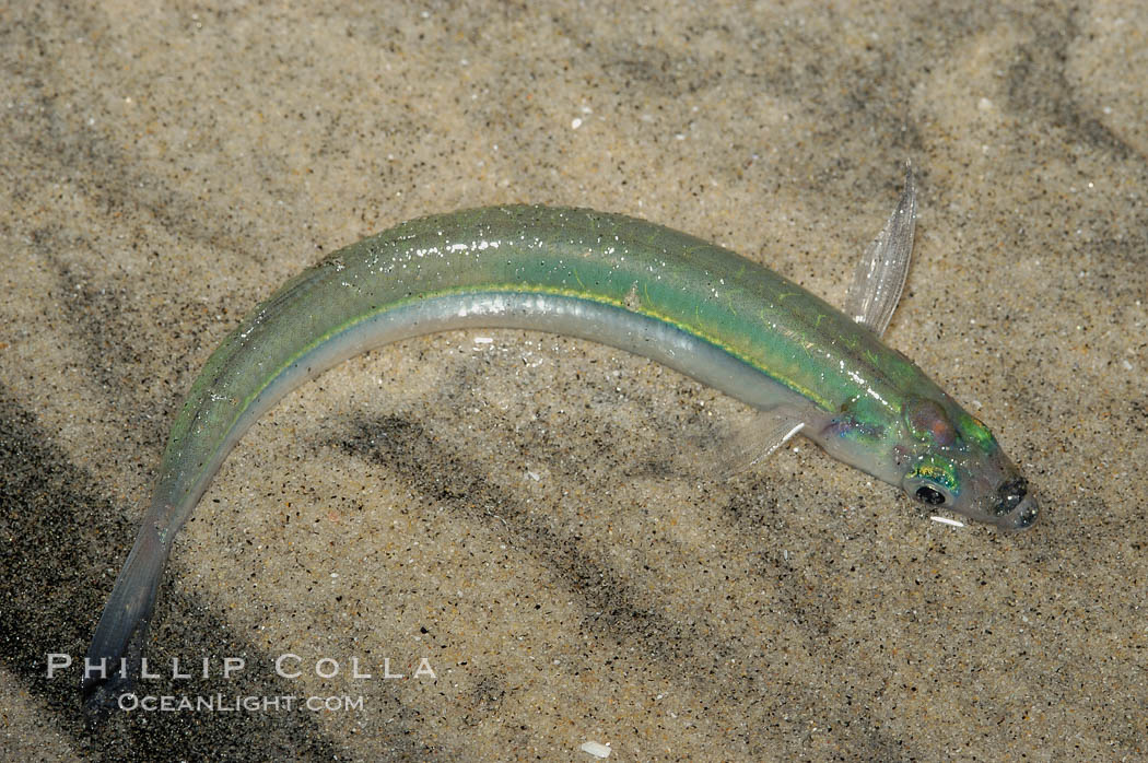 California grunion. Carlsbad, USA, Leuresthes tenuis, natural history stock photograph, photo id 09320