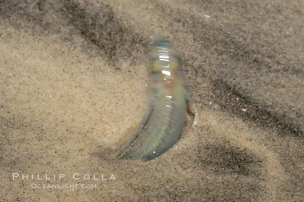 California grunion. Carlsbad, USA, Leuresthes tenuis, natural history stock photograph, photo id 09311