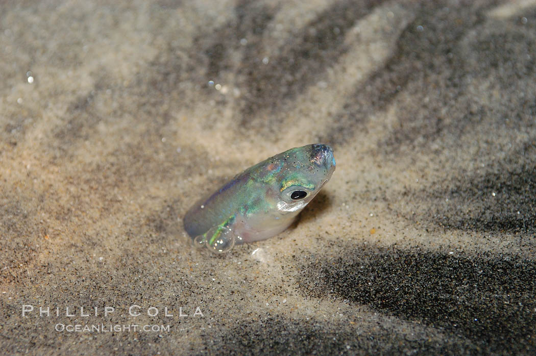 California grunion. Carlsbad, USA, Leuresthes tenuis, natural history stock photograph, photo id 09305