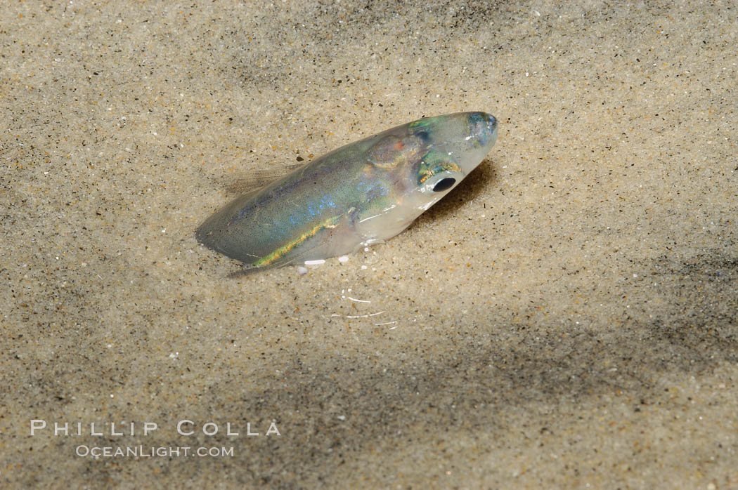 California grunion. Carlsbad, USA, Leuresthes tenuis, natural history stock photograph, photo id 09317