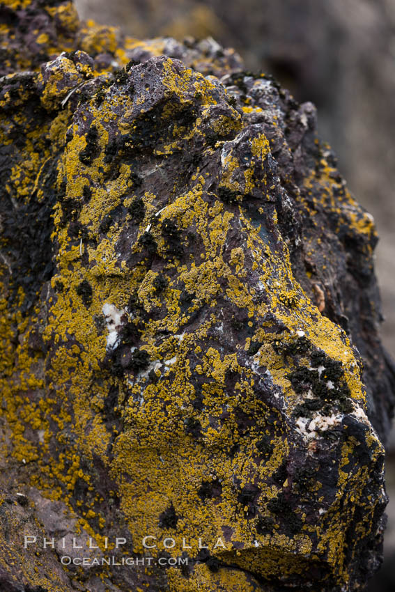 Lichen covered rocks, Hannah Point. Livingston Island, Antarctic Peninsula, Antarctica, natural history stock photograph, photo id 25935