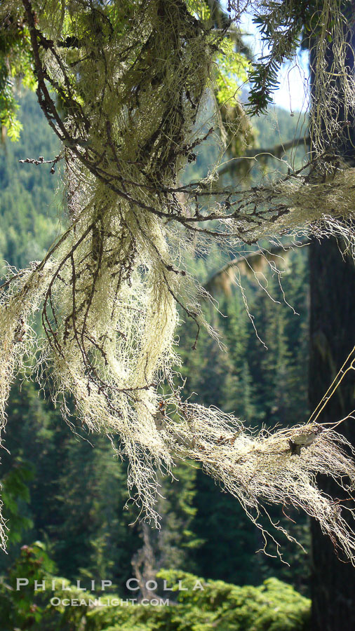 Lichen, a cross between algae and fungi, grows in feathery clumps in a Western hemlock tree., natural history stock photograph, photo id 21186