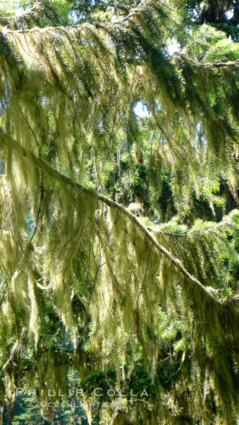 Lichen, a cross between algae and fungi, grows in feathery clumps in a Western hemlock tree. British Columbia, Canada, natural history stock photograph, photo id 21187