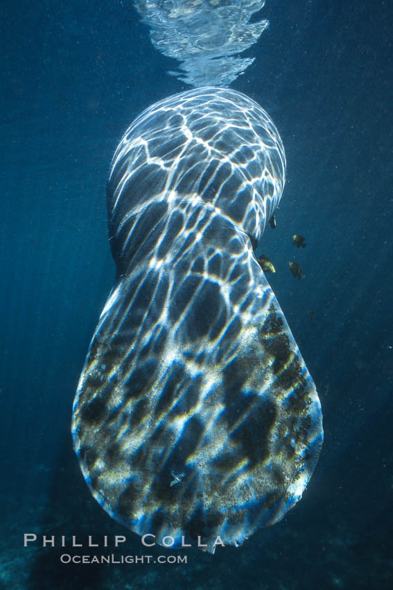 Light patterns on a Florida manatees wide tail. Three Sisters Springs, Crystal River, USA, Trichechus manatus, natural history stock photograph, photo id 36322