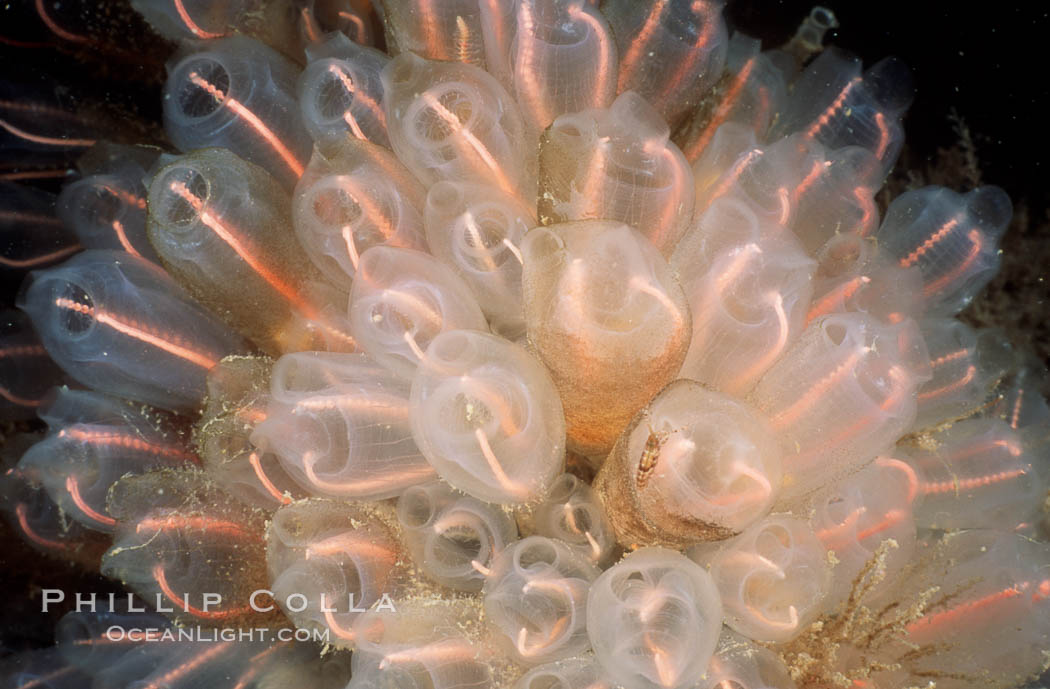 Lightbulb tunicates. San Diego, California, USA, Clavelina huntsmani, natural history stock photograph, photo id 07022