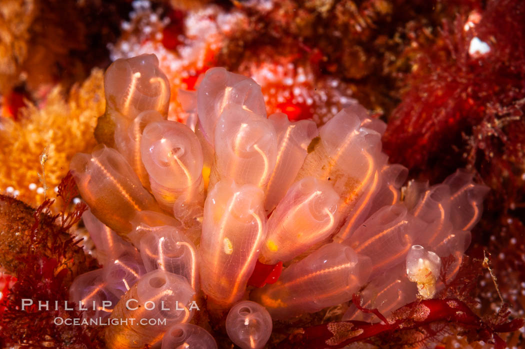 A cluster of lightbulb tunicates cling to the rocky reef. San Nicholas Island, California, USA, Clavelina huntsmani, natural history stock photograph, photo id 10174