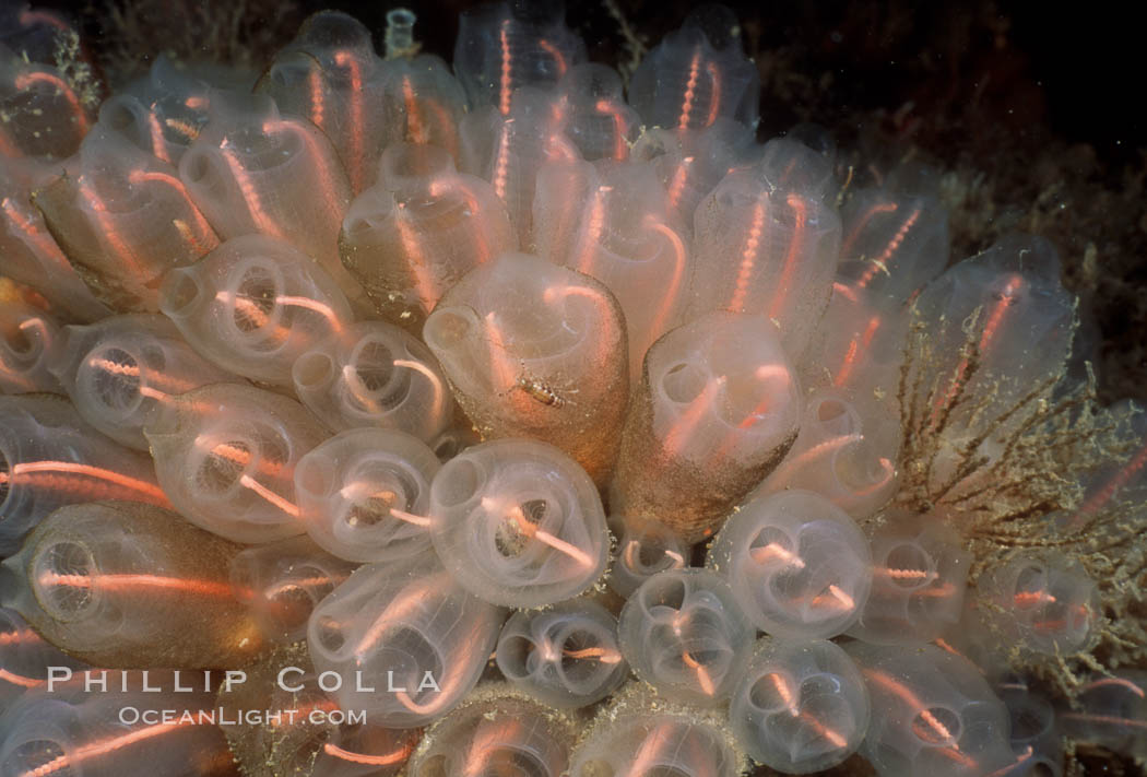 Lightbulb tunicate. San Diego, California, USA, Clavelina huntsmani, natural history stock photograph, photo id 05353