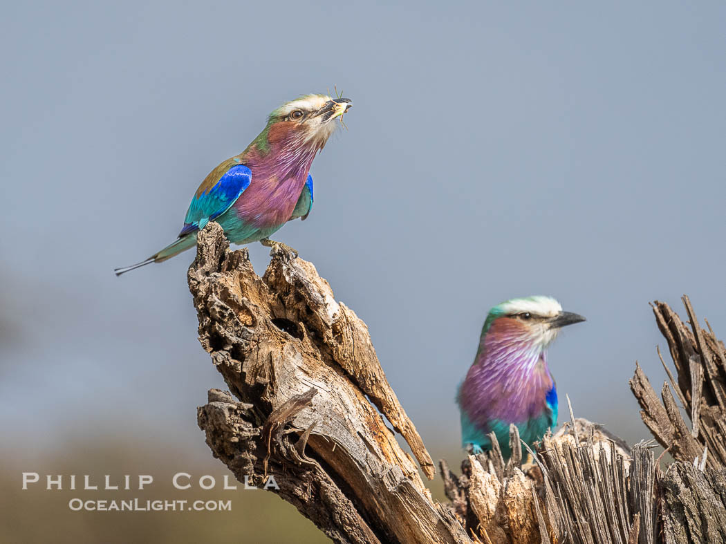 Lilac-Breasted Roller, Coracias caudatus, Greater Masai Mara, Kenya, Coracias caudatus, Mara North Conservancy