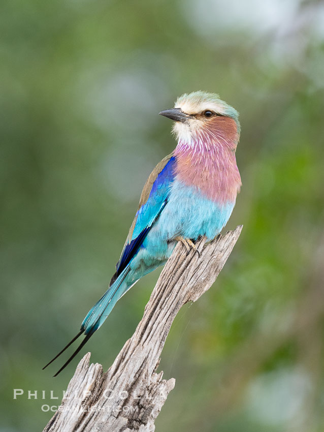 Lilac-Breasted Roller, Coracias caudatus, Masai Mara, Kenya, Coracias caudatus, Maasai Mara National Reserve